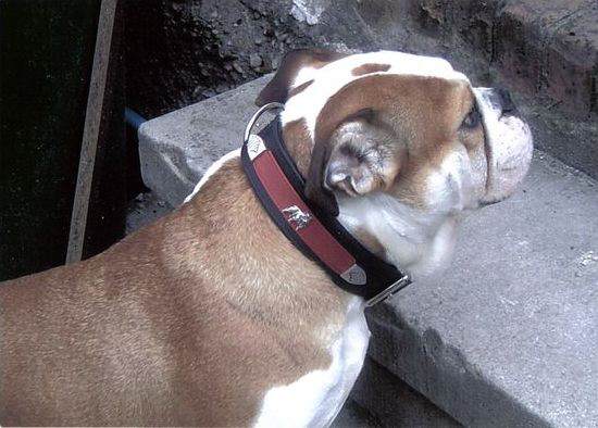 Englische Bulldogge Halsb&auml;nder Lederhalsb&auml;nder