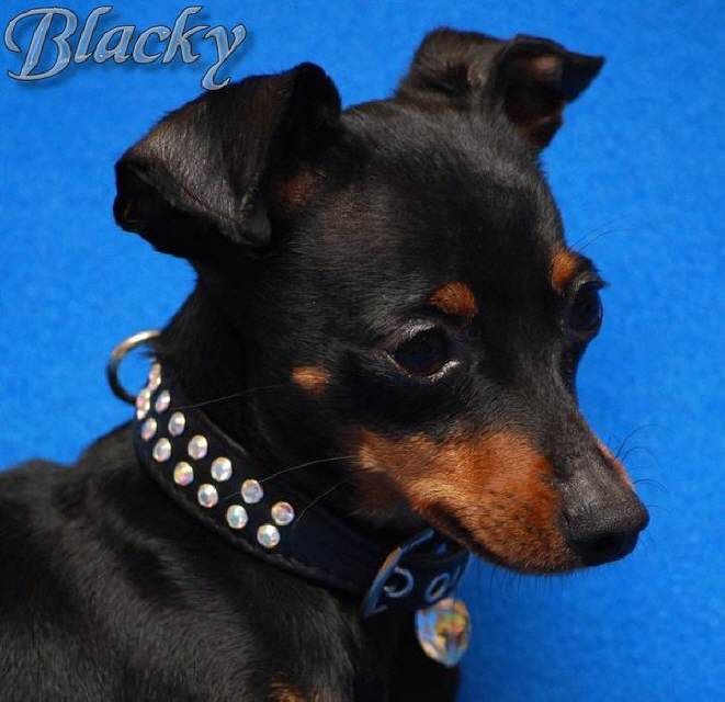 Prager-Rattler Blacky, schmal leichtund robust-perfekt für kleine,aktive Hunde.